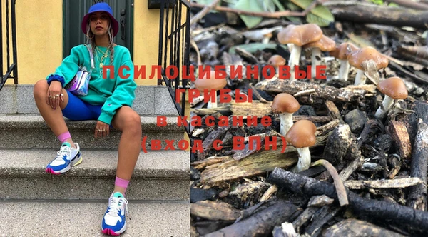 шишки Новозыбков